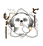 B＆W シーズー犬 2025 「リアクション2」（個別スタンプ：13）
