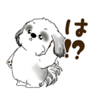 B＆W シーズー犬 2025 「リアクション2」（個別スタンプ：30）