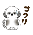 B＆W シーズー犬 2025 「リアクション2」（個別スタンプ：32）