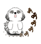 B＆W シーズー犬 2025 「リアクション2」（個別スタンプ：34）