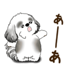 B＆W シーズー犬 2025 「リアクション2」（個別スタンプ：37）