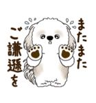 シーズー犬 2025 「リアクション2」（個別スタンプ：20）