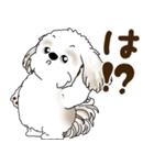シーズー犬 2025 「リアクション2」（個別スタンプ：30）