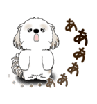 シーズー犬 2025 「リアクション2」（個別スタンプ：34）