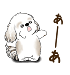 シーズー犬 2025 「リアクション2」（個別スタンプ：37）