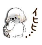 シーズー犬 2025 「リアクション2」（個別スタンプ：38）