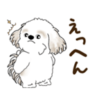 シーズー犬 2025 「リアクション2」（個別スタンプ：39）