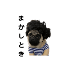 パグ 犬 コスプレ イケてるアフロ 便利（個別スタンプ：3）