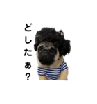 パグ 犬 コスプレ イケてるアフロ 便利（個別スタンプ：5）