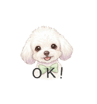 トイプードル(リアルタッチ、ホワイト)（個別スタンプ：4）