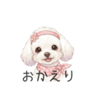 トイプードル(リアルタッチ、ホワイト)（個別スタンプ：5）