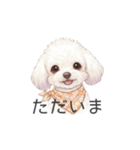 トイプードル(リアルタッチ、ホワイト)（個別スタンプ：6）