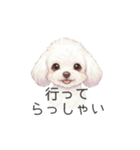 トイプードル(リアルタッチ、ホワイト)（個別スタンプ：7）