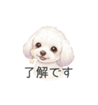 トイプードル(リアルタッチ、ホワイト)（個別スタンプ：9）