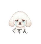 トイプードル(リアルタッチ、ホワイト)（個別スタンプ：16）