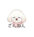 トイプードル(リアルタッチ、ホワイト)（個別スタンプ：17）