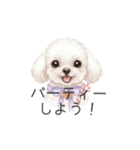 トイプードル(リアルタッチ、ホワイト)（個別スタンプ：33）