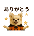 秋冬ずっと使える♡ 気づかいチワワ（個別スタンプ：1）
