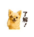 秋冬ずっと使える♡ 気づかいチワワ（個別スタンプ：2）