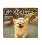 秋冬ずっと使える♡ 気づかいチワワ（個別スタンプ：3）