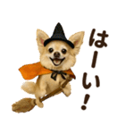 秋冬ずっと使える♡ 気づかいチワワ（個別スタンプ：6）