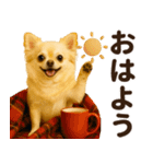 秋冬ずっと使える♡ 気づかいチワワ（個別スタンプ：13）