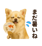 秋冬ずっと使える♡ 気づかいチワワ（個別スタンプ：17）