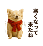 秋冬ずっと使える♡ 気づかいチワワ（個別スタンプ：18）