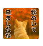 秋冬ずっと使える♡ 気づかいチワワ（個別スタンプ：21）