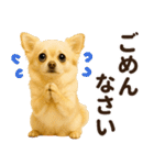 秋冬ずっと使える♡ 気づかいチワワ（個別スタンプ：24）