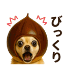 秋冬ずっと使える♡ 気づかいチワワ（個別スタンプ：32）