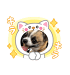 のぞキック（個別スタンプ：12）