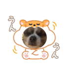 のぞキック（個別スタンプ：15）