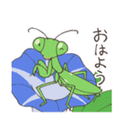 ゆかいなカマキリスタンプ（個別スタンプ：1）