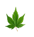 大麻(おおあさ)さんのもみじの葉 実写（個別スタンプ：1）