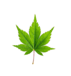 大麻(おおあさ)さんのもみじの葉 実写（個別スタンプ：2）