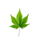 大麻(おおあさ)さんのもみじの葉 実写（個別スタンプ：3）