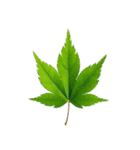 大麻(おおあさ)さんのもみじの葉 実写（個別スタンプ：4）