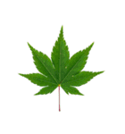 大麻(おおあさ)さんのもみじの葉 実写（個別スタンプ：19）