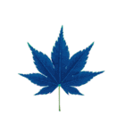 大麻(おおあさ)さんのもみじの葉 実写（個別スタンプ：22）