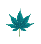 大麻(おおあさ)さんのもみじの葉 実写（個別スタンプ：23）