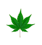 大麻(おおあさ)さんのもみじの葉 実写（個別スタンプ：24）