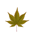 大麻(おおあさ)さんのもみじの葉 実写（個別スタンプ：25）