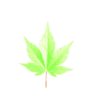 大麻(おおあさ)さんのもみじの葉 実写（個別スタンプ：30）