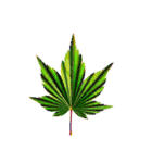 大麻(おおあさ)さんのもみじの葉 実写（個別スタンプ：35）