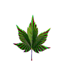大麻(おおあさ)さんのもみじの葉 実写（個別スタンプ：36）