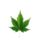 大麻(おおあさ)さんのもみじの葉 実写（個別スタンプ：39）