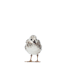 実写！！カモメ（個別スタンプ：22）