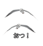 友達なカモメ（個別スタンプ：5）
