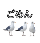 友達なカモメ（個別スタンプ：7）